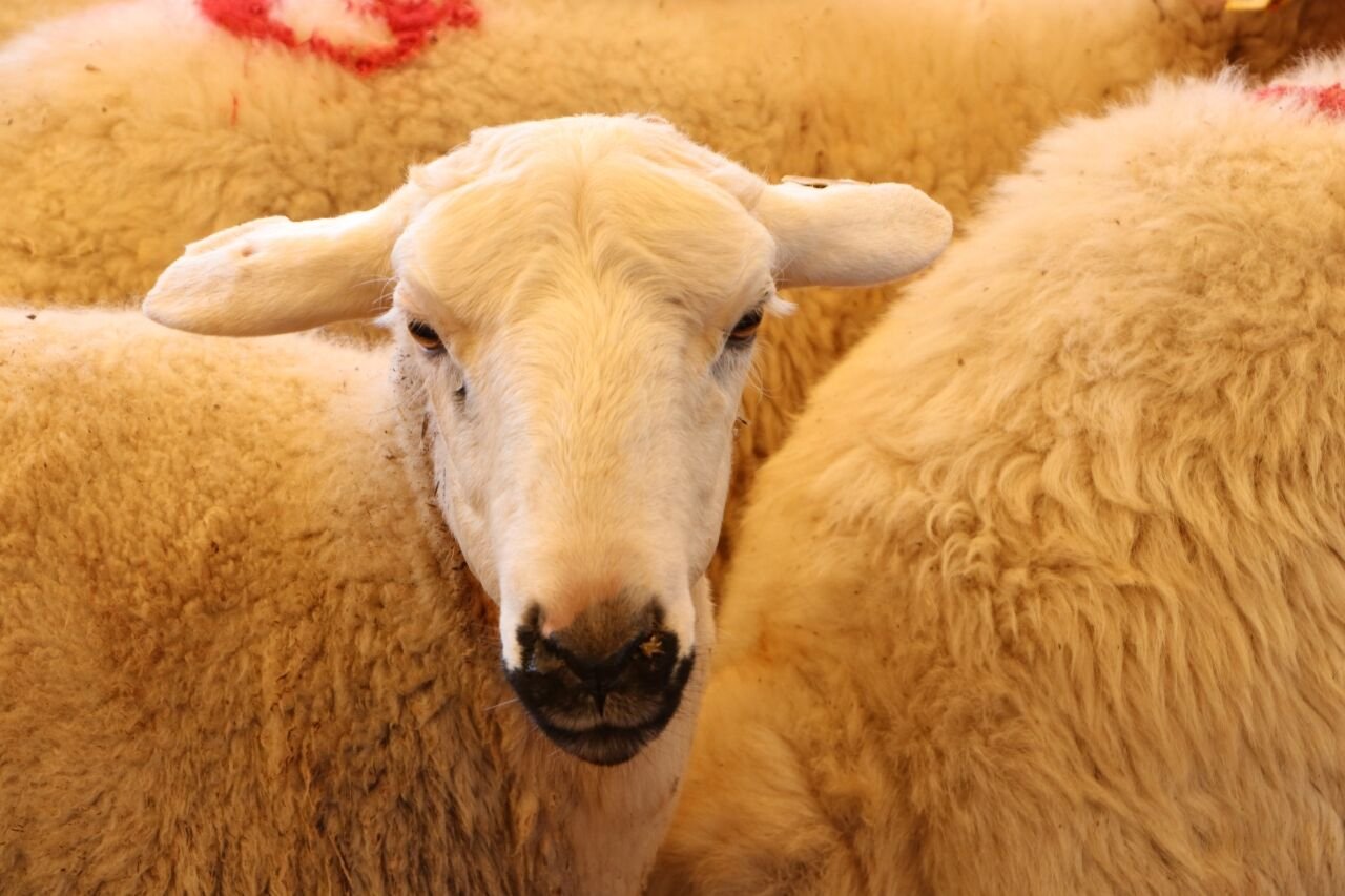 Cansuyu 2026 Kurban Fiyatlarını Açıkladı