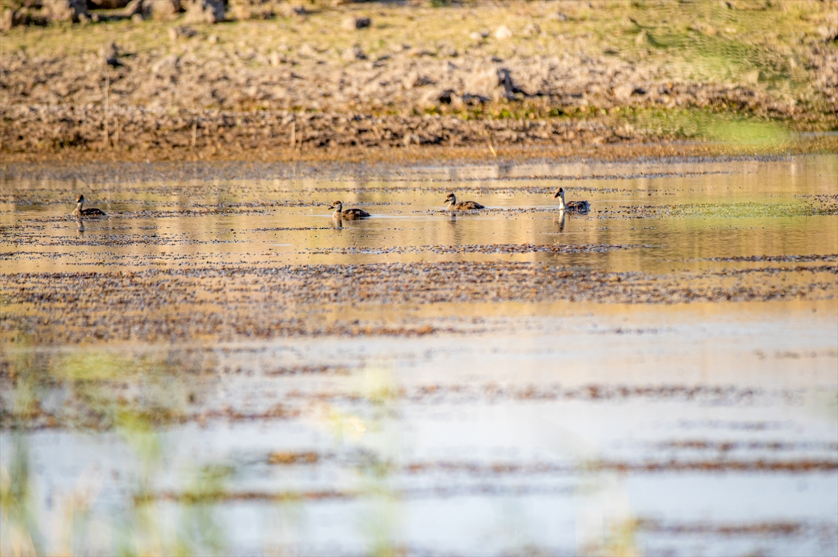 İklim Değişikliği Macar Ördeklerinin De Göç Alışkanlığını Değiştirdi