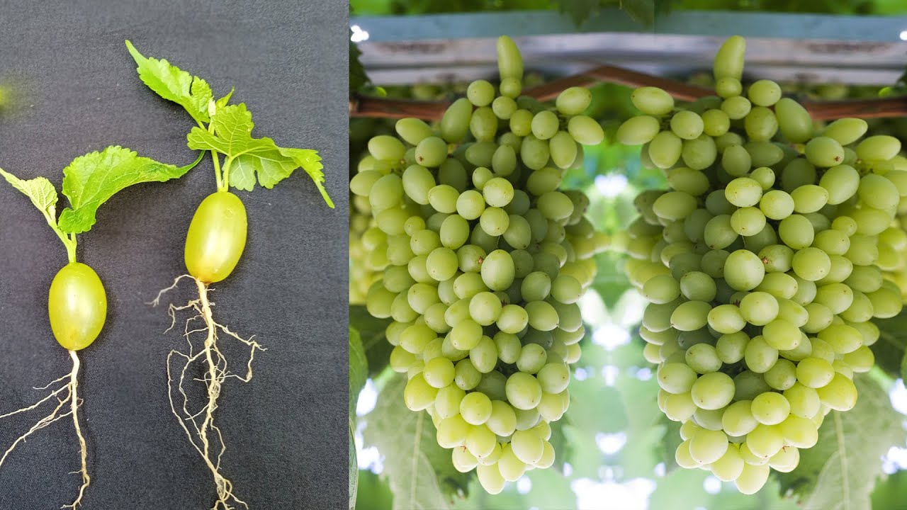 Cotton Candy Grape Uzum