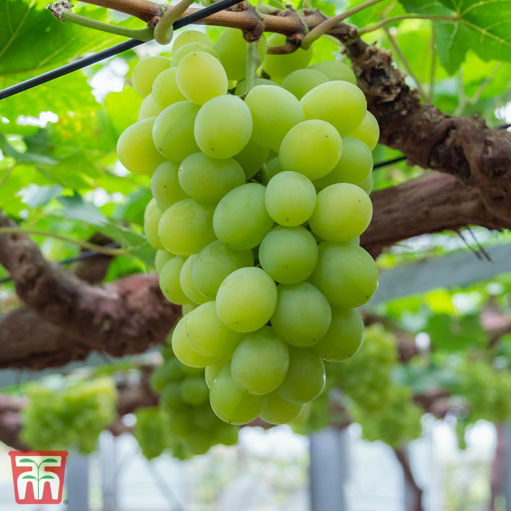 Muscat Of Alexandria Üzüm