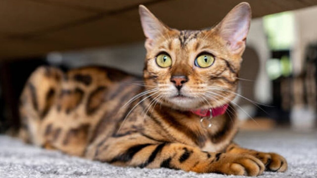 En Zeki Kedi Turu Nedir2 (1)