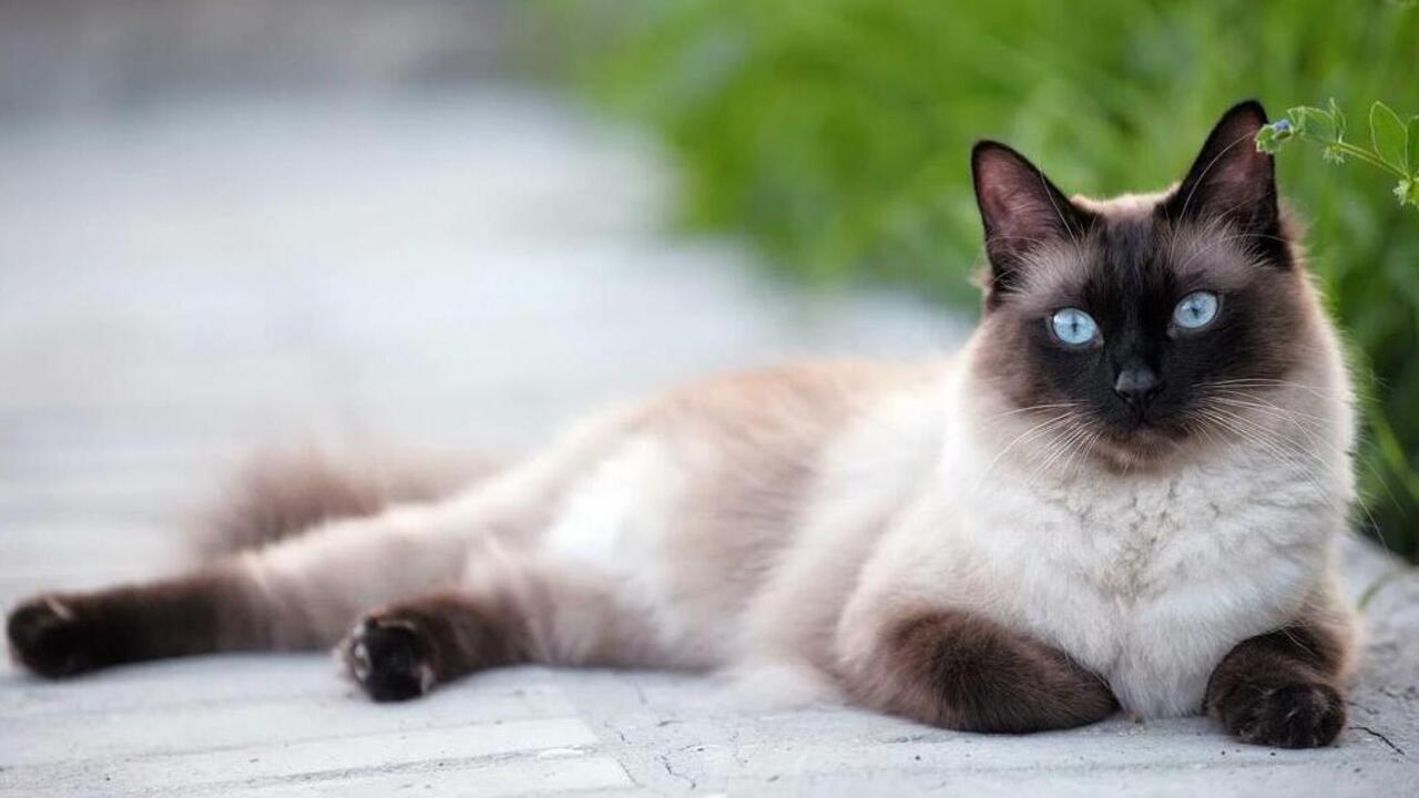 En Zeki Kedi Turu Nedir3 (1)