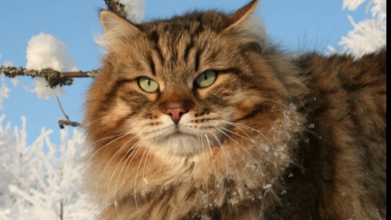En Zeki Kedi Turu Nedir4 (1)