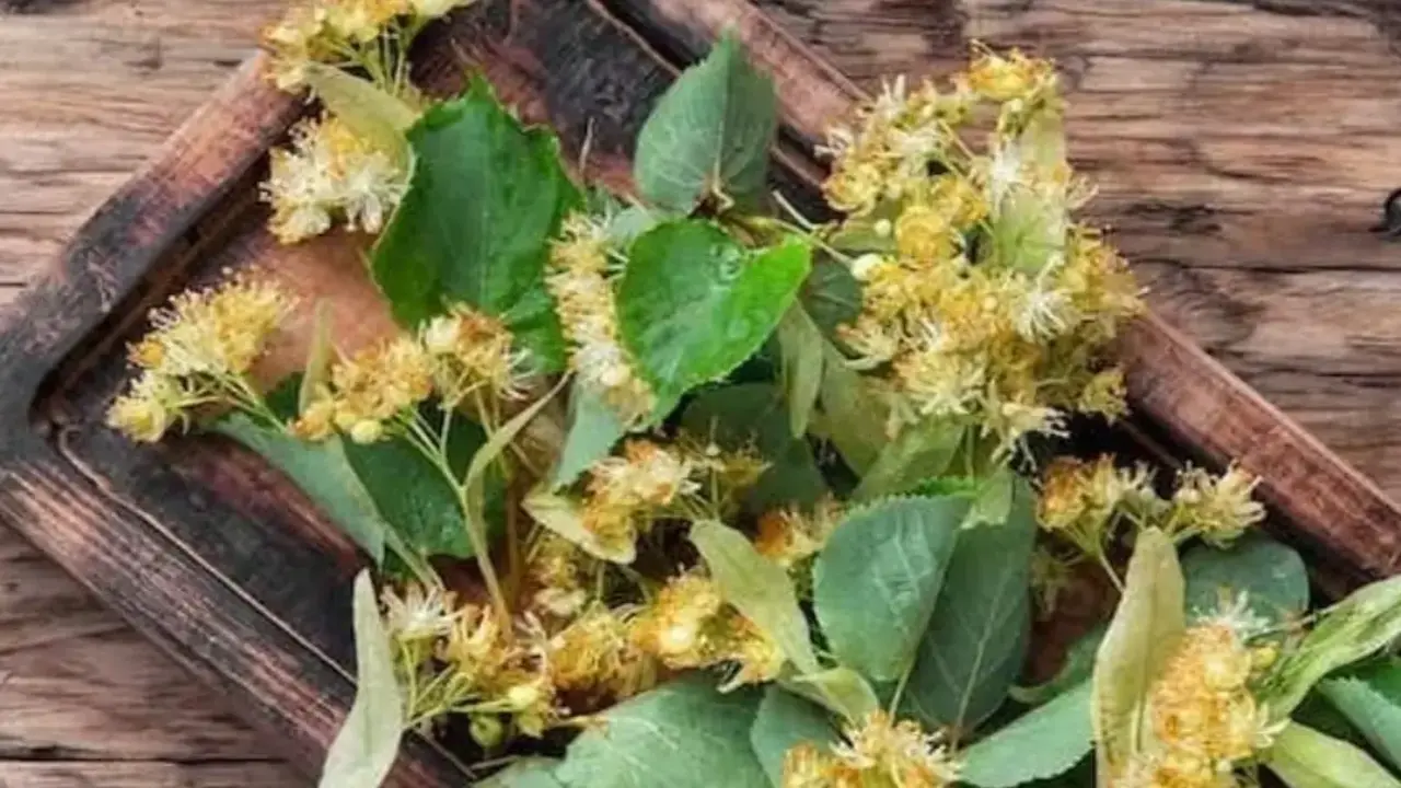 Ihlamur Agacinin Ozellikleri Nel