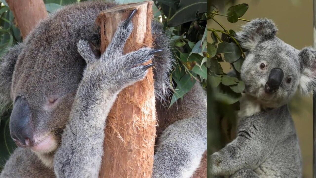 Koalaların Özellikleri Nelerdir1 (1)