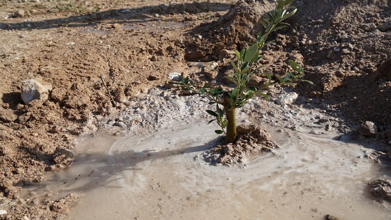 Batman Universitesinde Badem Ve Zeytin Dikimi Yapildi 1