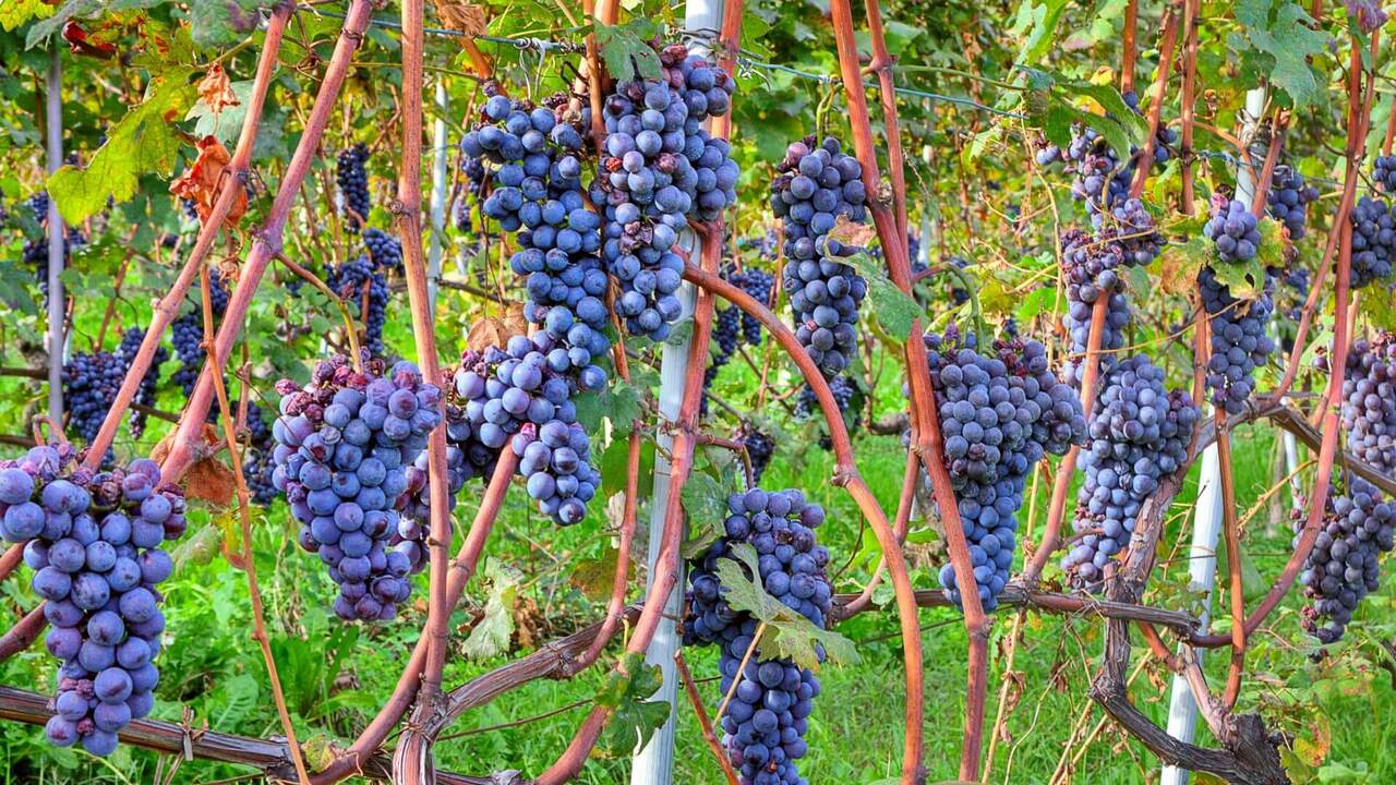 Gercusun Sakli Cenneti 4000 Yillik Uzum Baglari Kiliseler Ve Yildiz Kalesi Efsanesi Bogazkere Uzumu