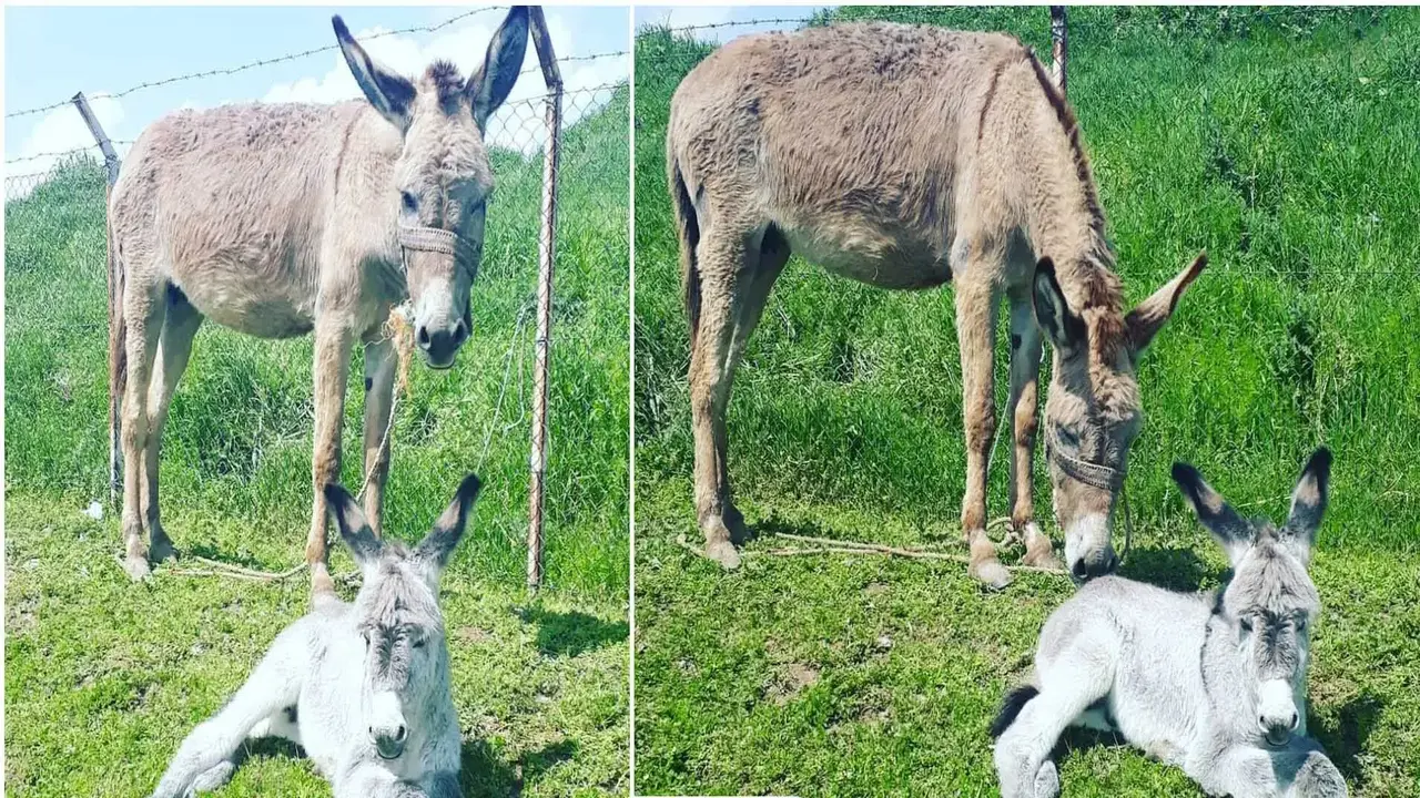 Bismil Neyi Ile Meshur 1