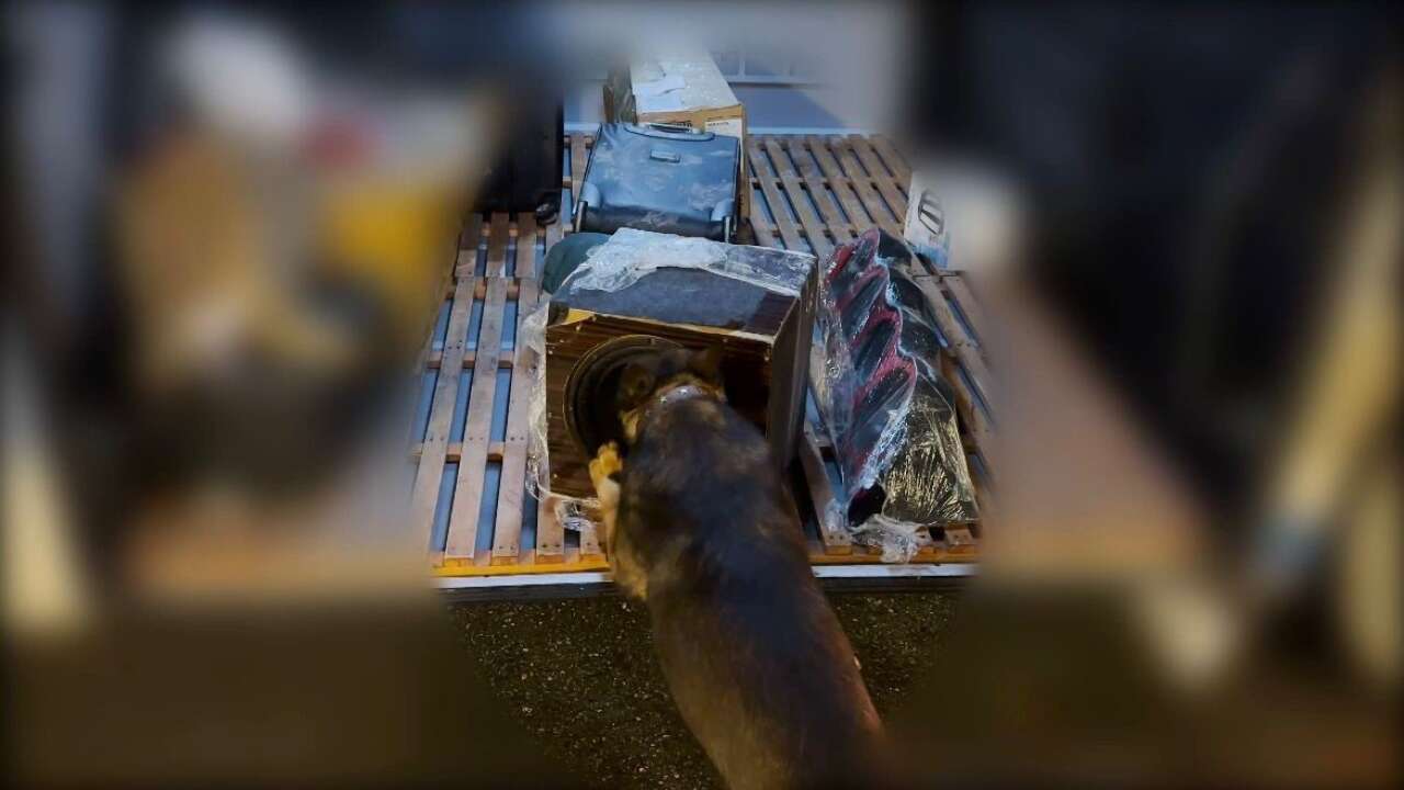 Batmanda Hoparlorden Muzik Degil Zehir Cikti Narkotik Kopegi Sevkiyati Bozuverdi3