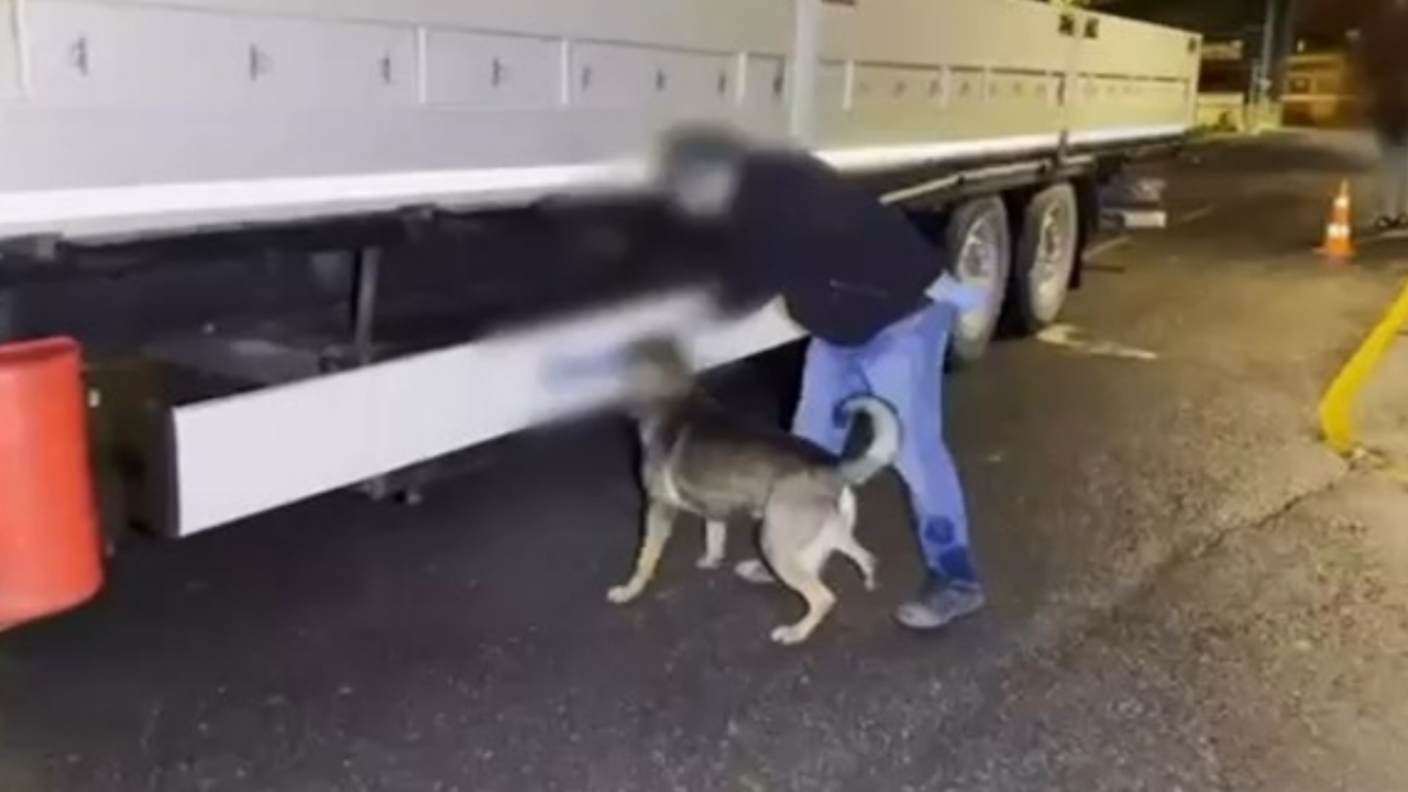 Narkotik Kopegi Mailo Uyardi Bat (1)