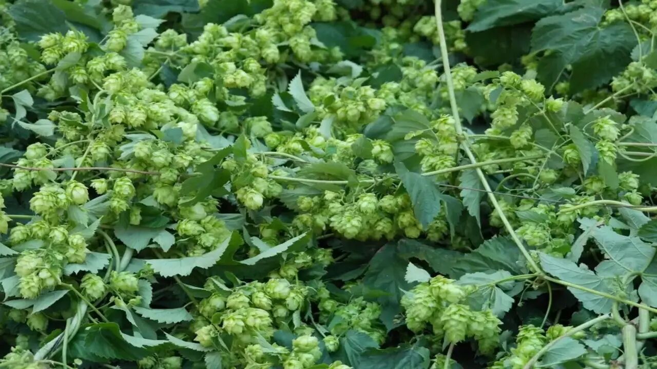 Turk Ciftcisinin Cope Attigi Fil (1)