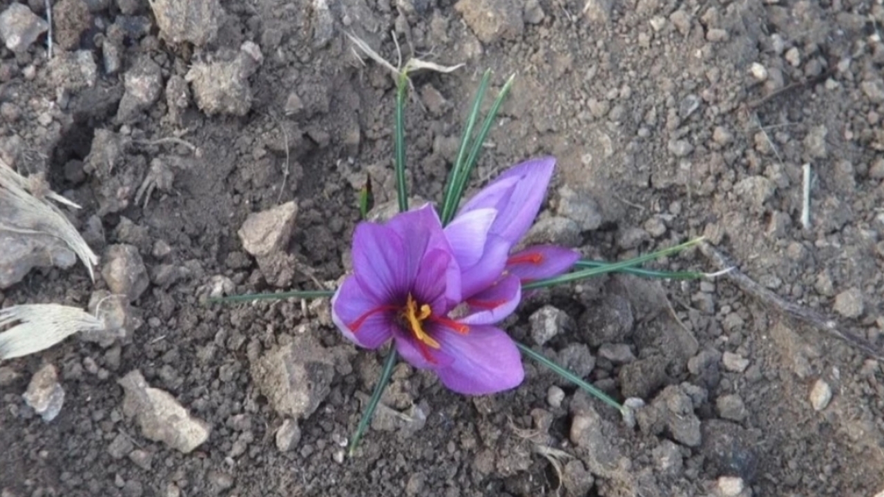 Fistigin Yanina Dunyanin En Paha (2)