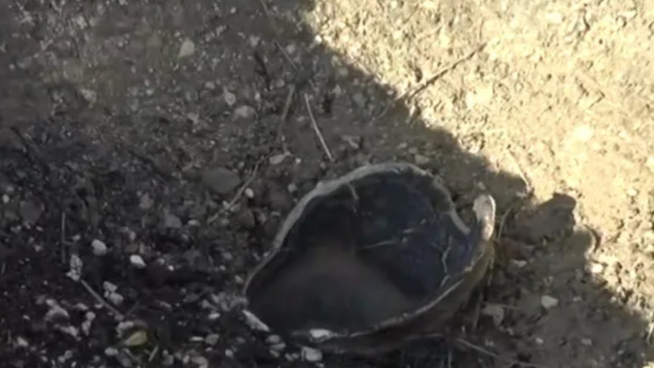 A Haber Canli Yayininda Sok Eden (1)