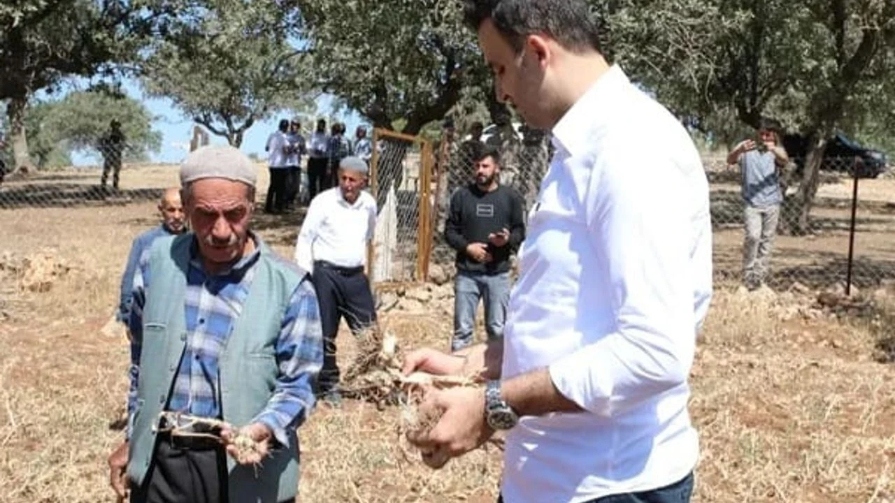 Hasankeyfin Tescilli Incisi Toprakla Bulustu Mehina Sarimsaginda Yeni Sezon Acildi3
