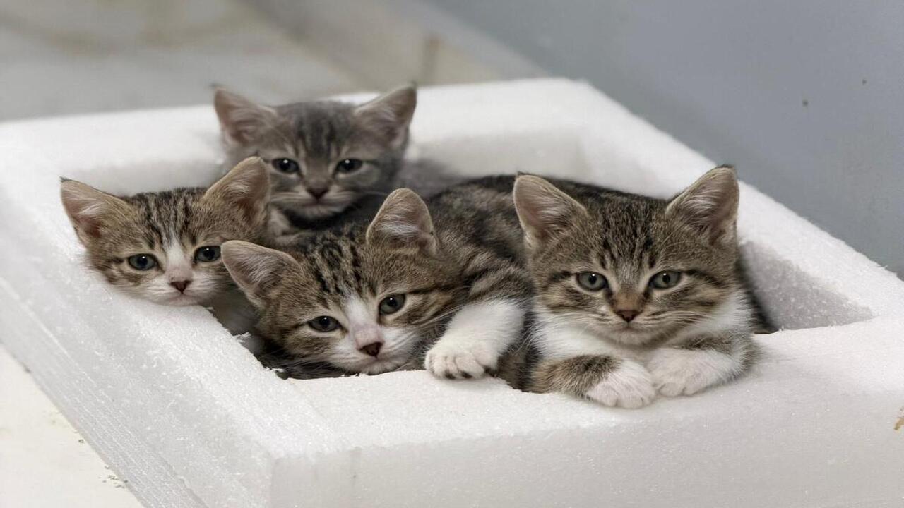 Batmandan Ankaraya Uzanan Sefkat