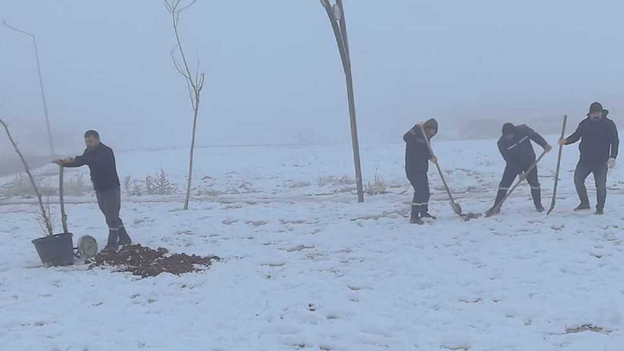 Kardelen Mahallesinde Yesil Donu (1)