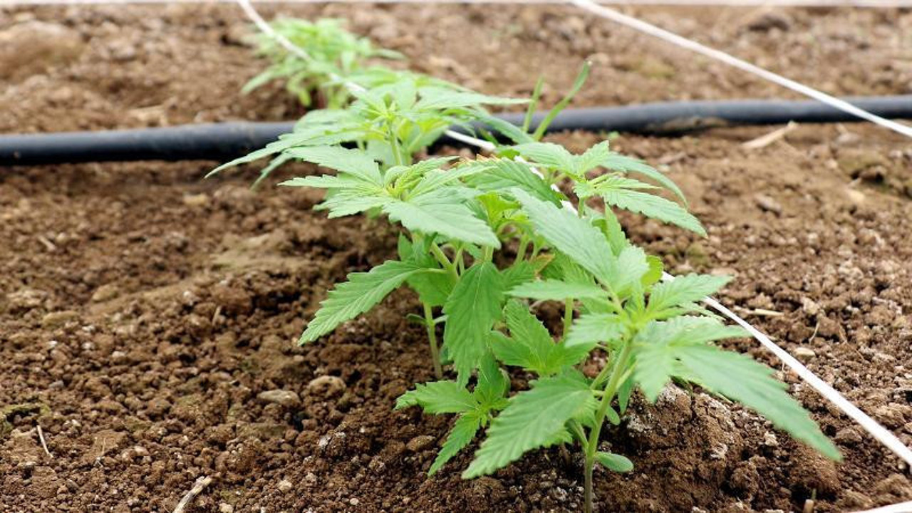 Tarlalarda Sanayi Devrimi 21 Sehirde Kenevir Seferberligi Basladi2