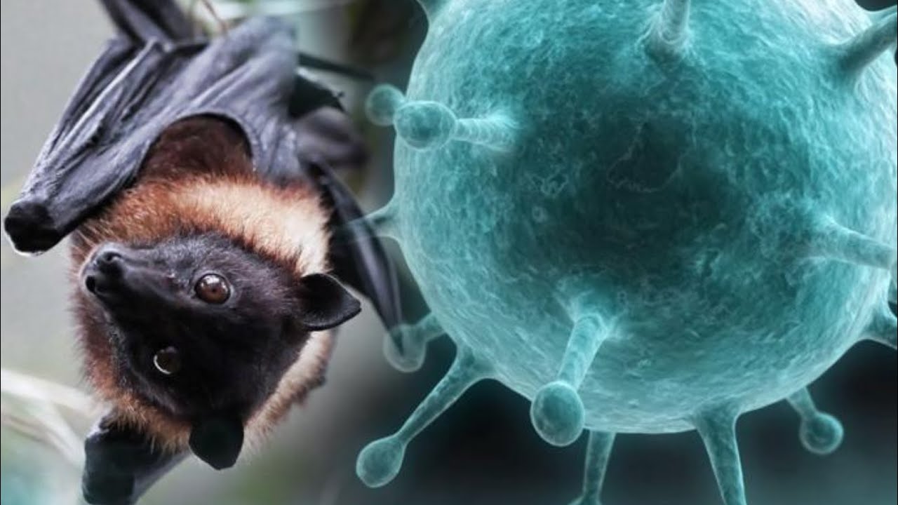 Dunyayi Tedirgin Eden Nipah Virusu Alarmi Yarasadan Insana Olumcul Kopru2