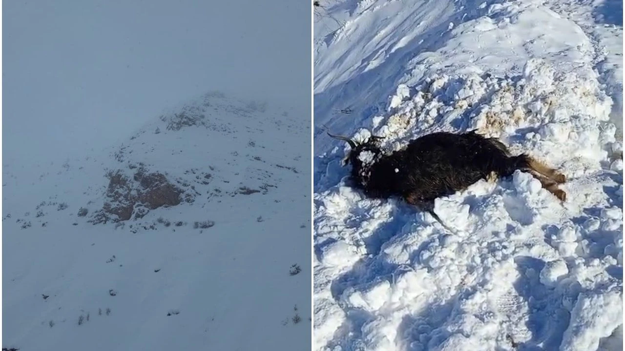 Sasonda Beyaz Felaket Agili Yuttu Besicinin Tum Emegi Saniyeler Icinde Karlara Gomuldu2