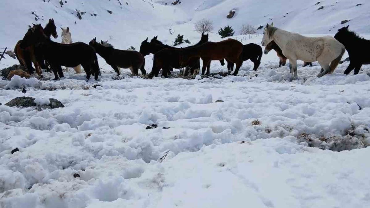 Sasonun Karli Daglarinda Can Pazari Korucular 30 Katiri Donmaktan Son Anda Kurtardi3