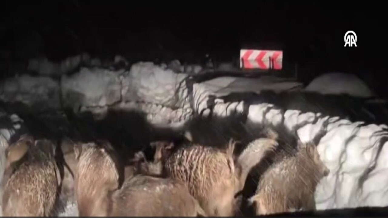 Siirtte Yaban Domuzu Surusu Karli Yolu Isgal Etti 1