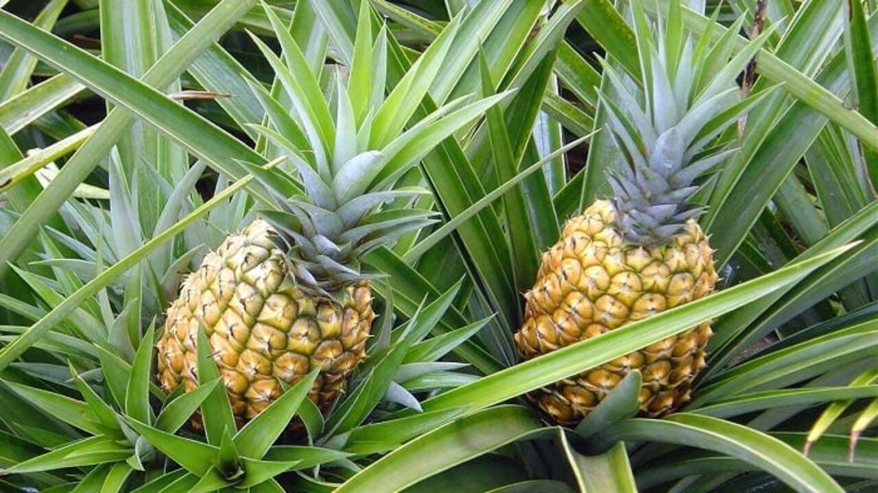 Dunyanin En Pahali Ilk 3 Meyvesi