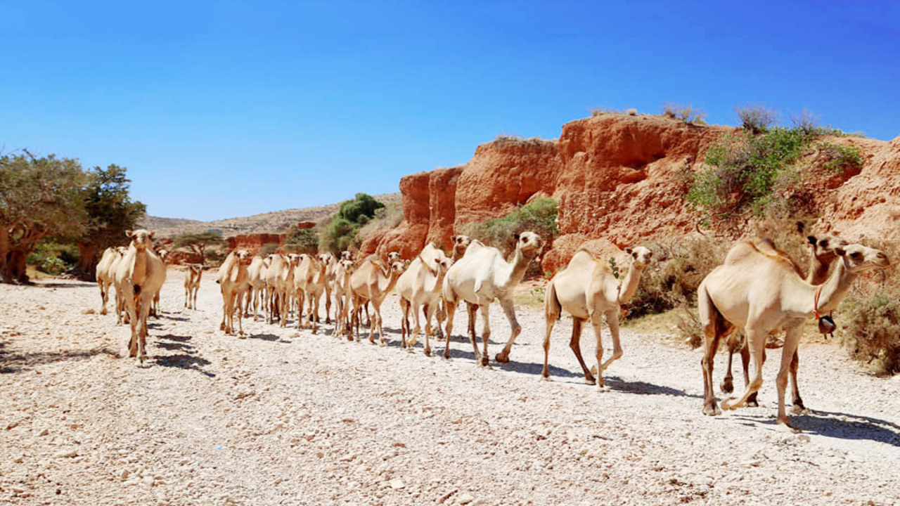 Somalinin Neyi Meshur3 (1)