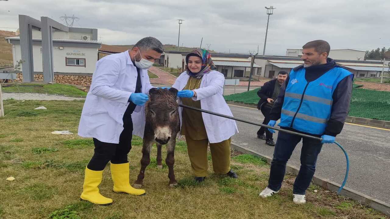 Batmanda Sokaklarin Urkek Misafi (1)