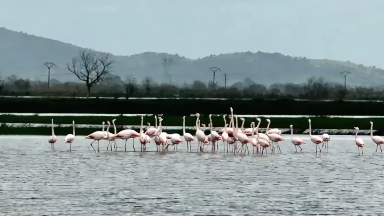 Aydin Deniz Tasti (1)