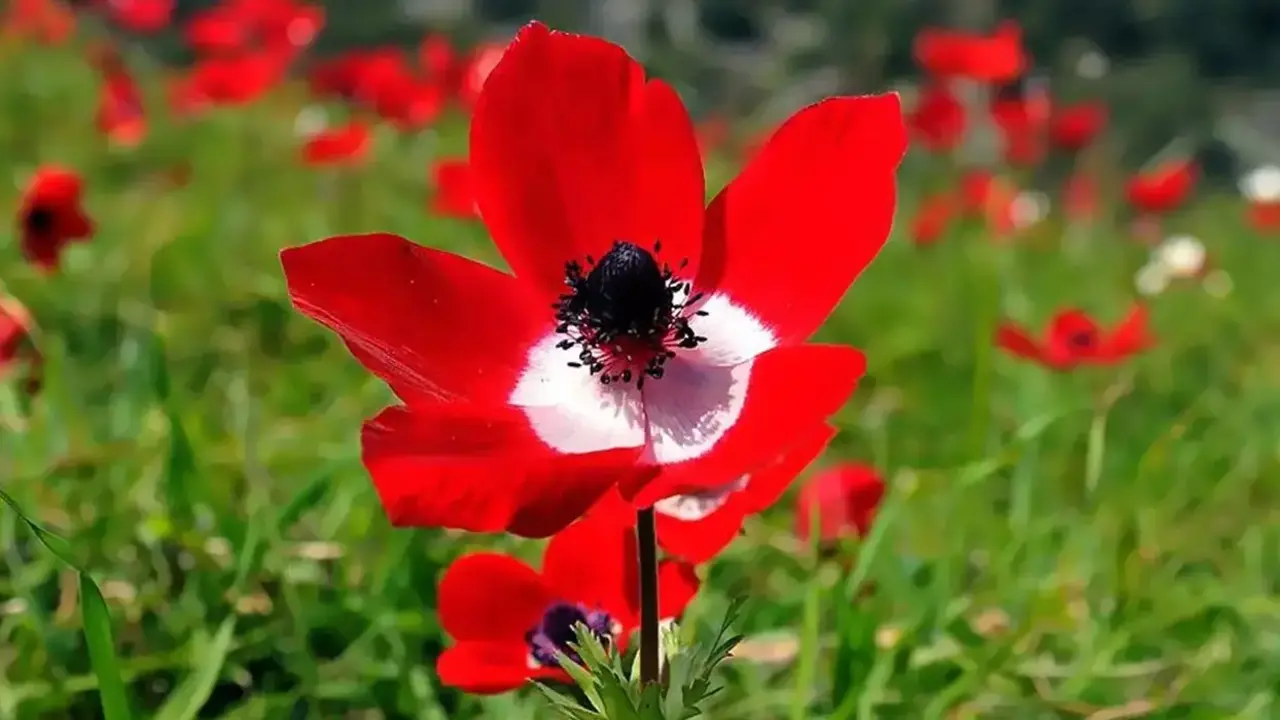 Baharin Ilk Mujdesi Geldi Ilk Cemre Havaya Dustu 1