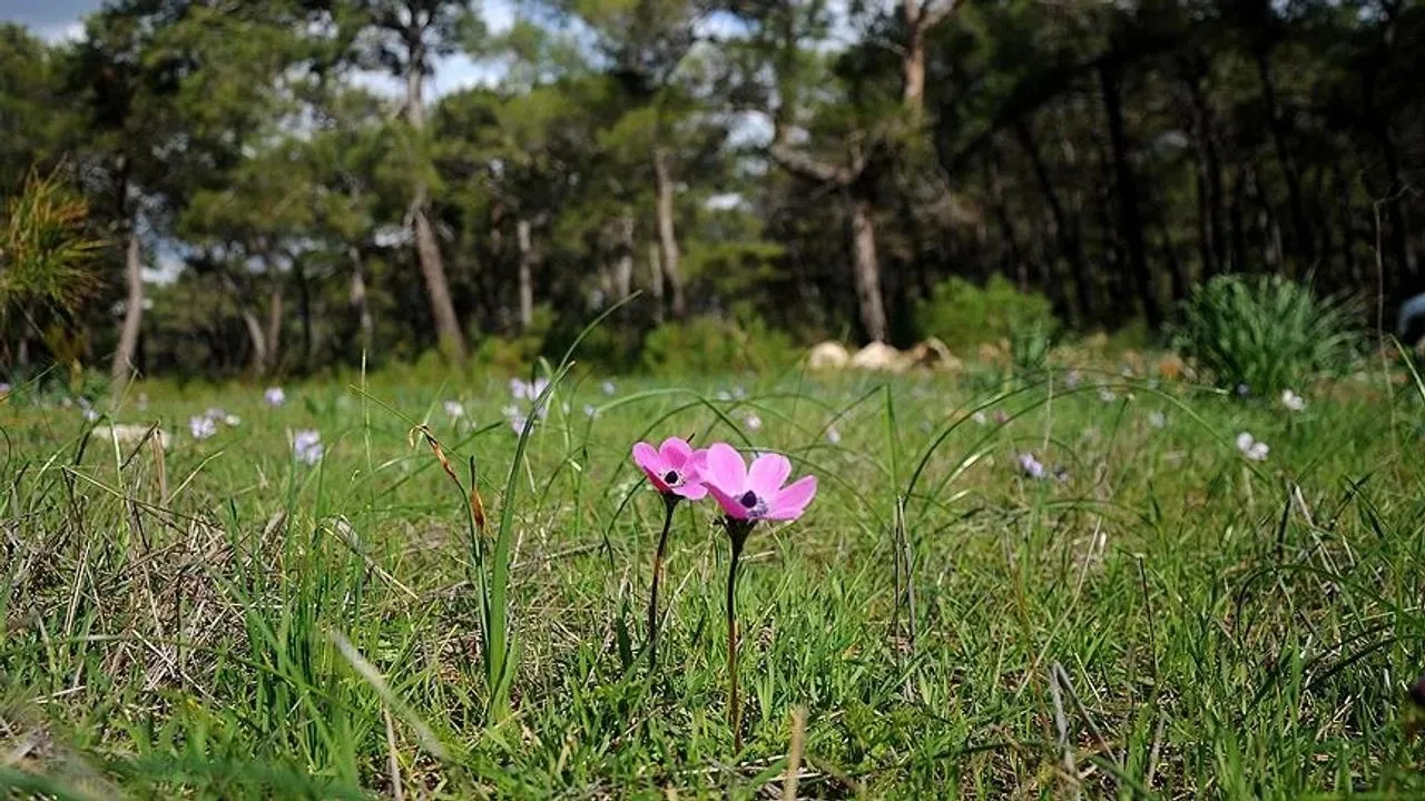 Baharin Ilk Mujdesi Geldi Ilk Cemre Havaya Dustu 2