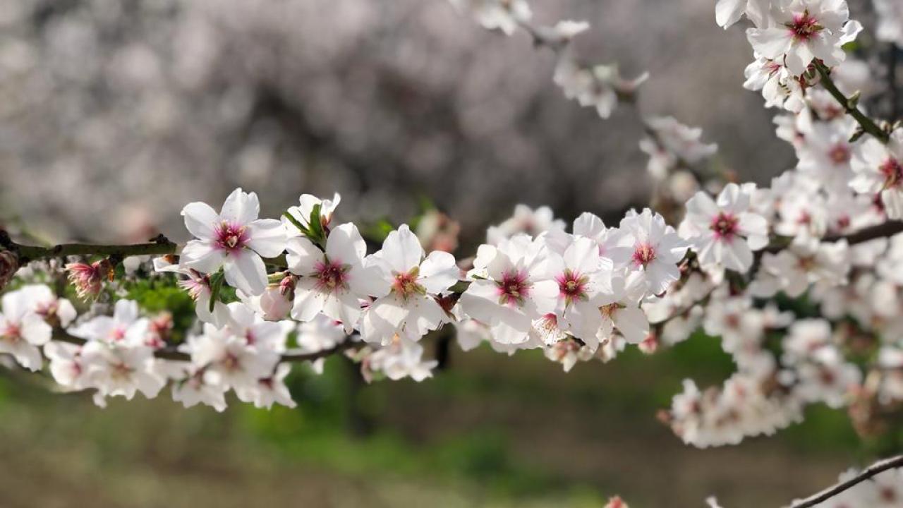 Baharin Ilk Mujdesi Geldi Ilk Cemre Havaya Dustu 3