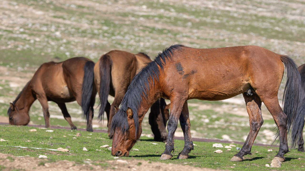 Raman Daginin Kartpostallik Atlari Objektiflere Yansidi 1