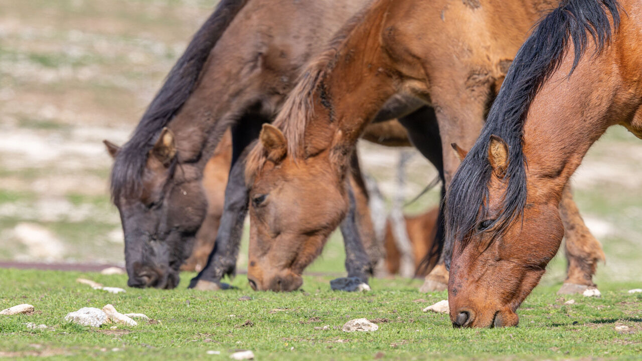 Raman Daginin Kartpostallik Atlari Objektiflere Yansidi 2