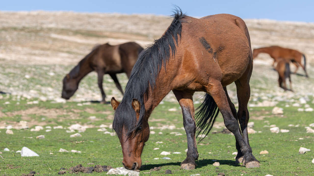 Raman Daginin Kartpostallik Atlari Objektiflere Yansidi 3