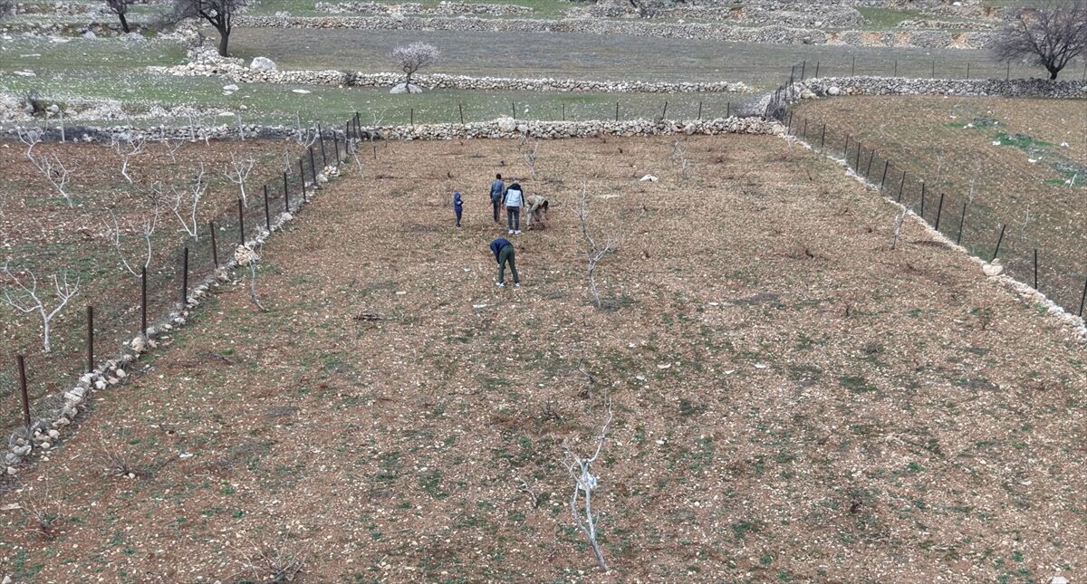 Batman'da Tescilli Mezrone Üzümü İçin Budama Vakti