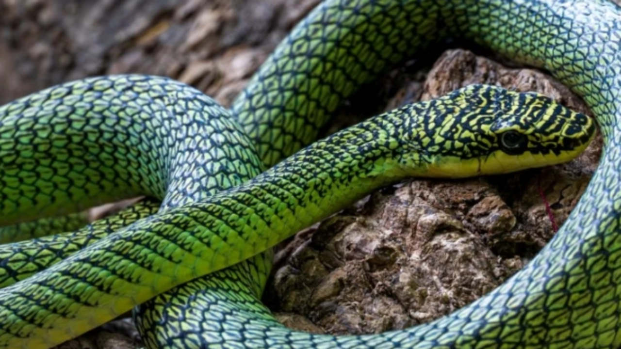 Kamboçya'da Bir Mağarada Uçan Yılan Keşfedildi