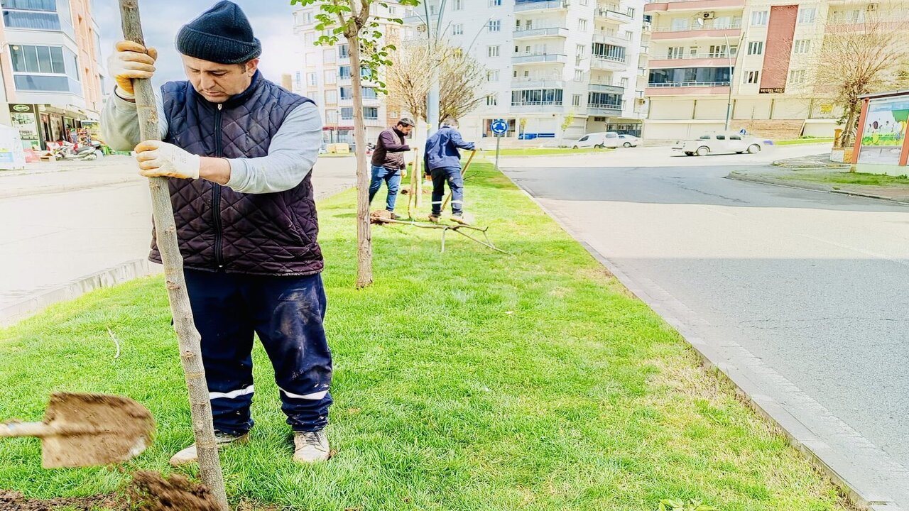 Batmanda 13 Gunde 1000 Agac Toprakla Bulustu