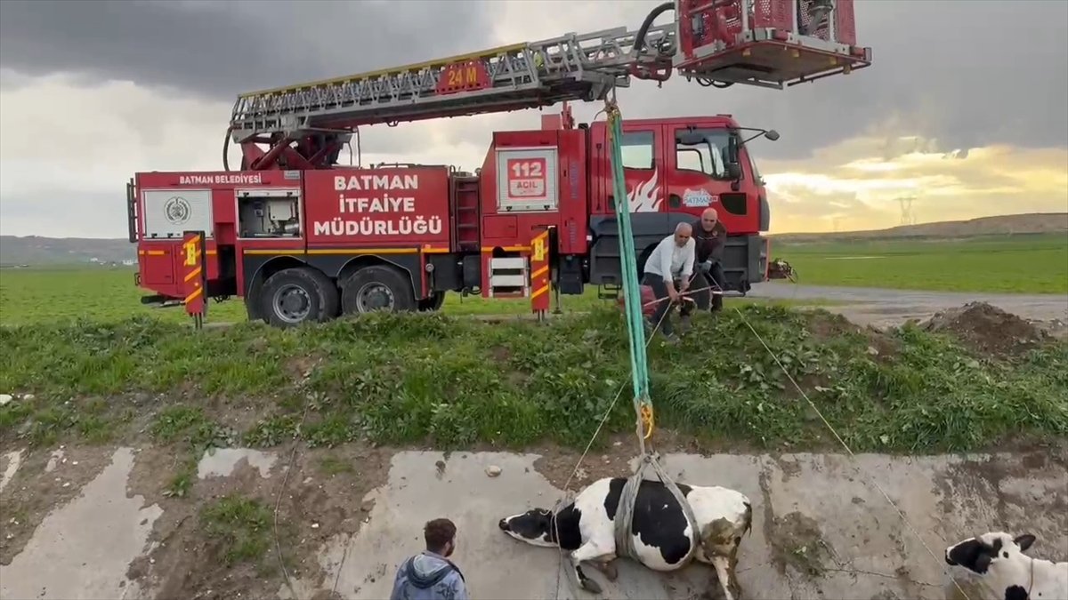 Batman'da Kanaldaki İnekler Merdivenle Tahliye Edildi