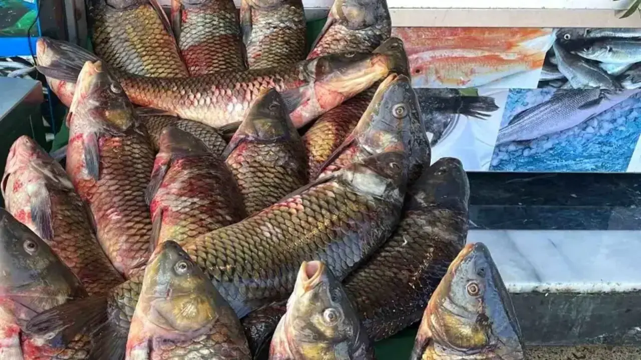 Batman'da Balık Av Yasağı Başladı