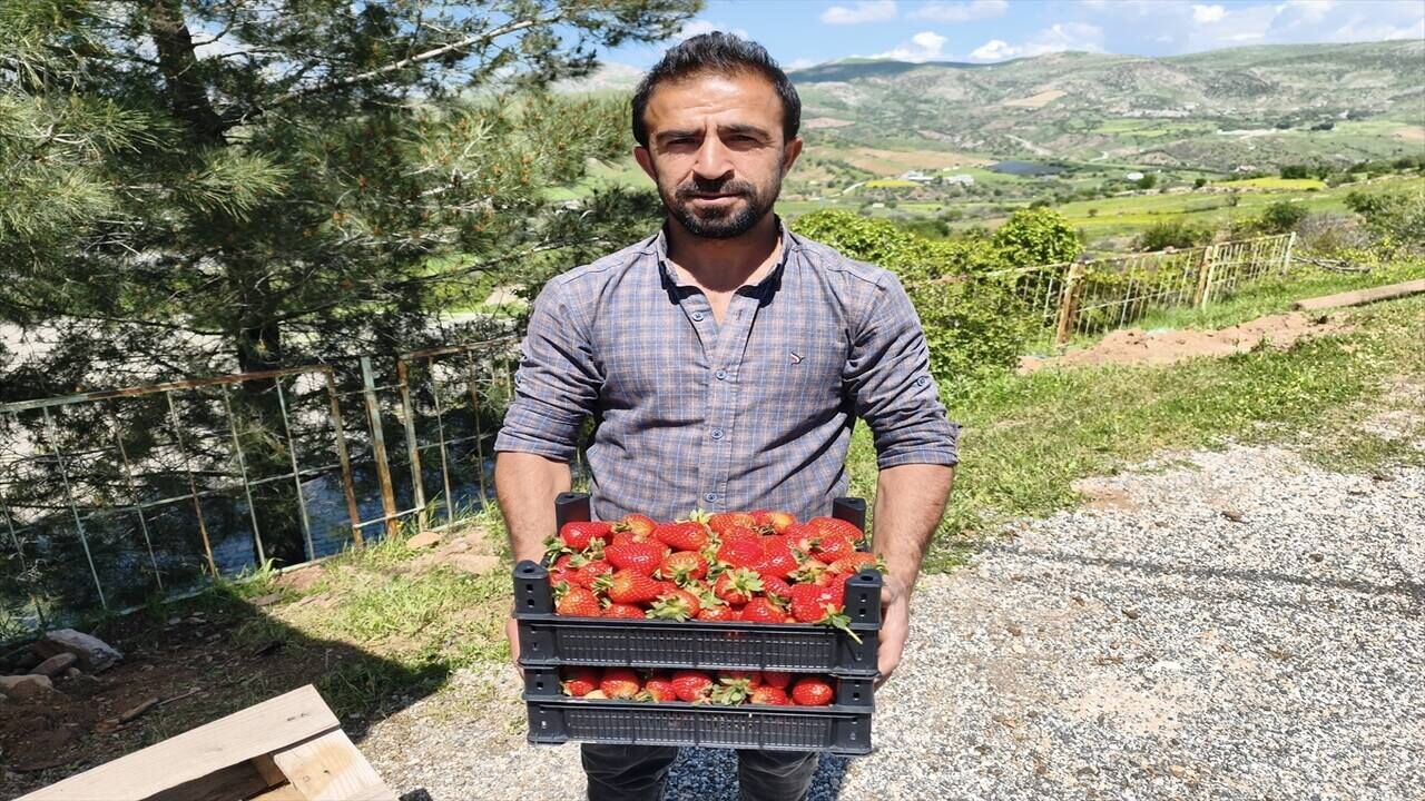 Sasonda Organik Cilek Hasadi Basladi
