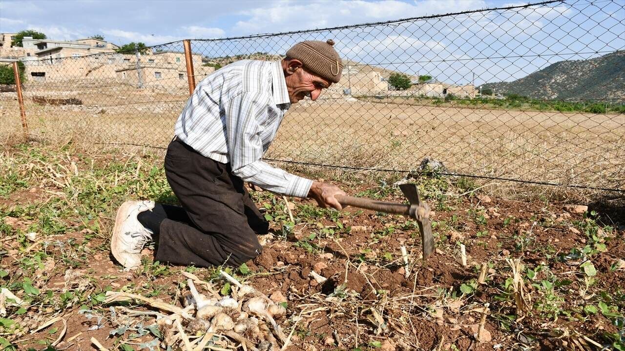 Hasankeyfin Tescilli Mehina Sarimsaginda Hasat Suruyor 1