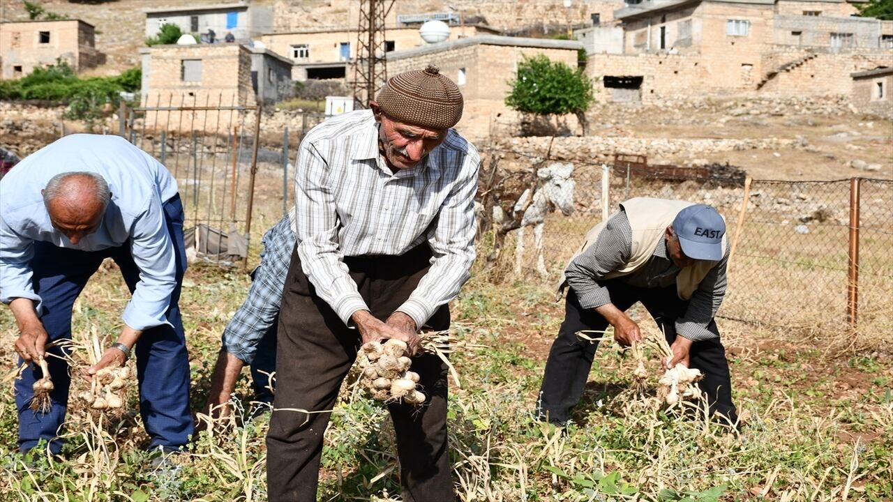 Hasankeyf’in Tescilli Mehina Sarımsağında Hasat Sürüyor