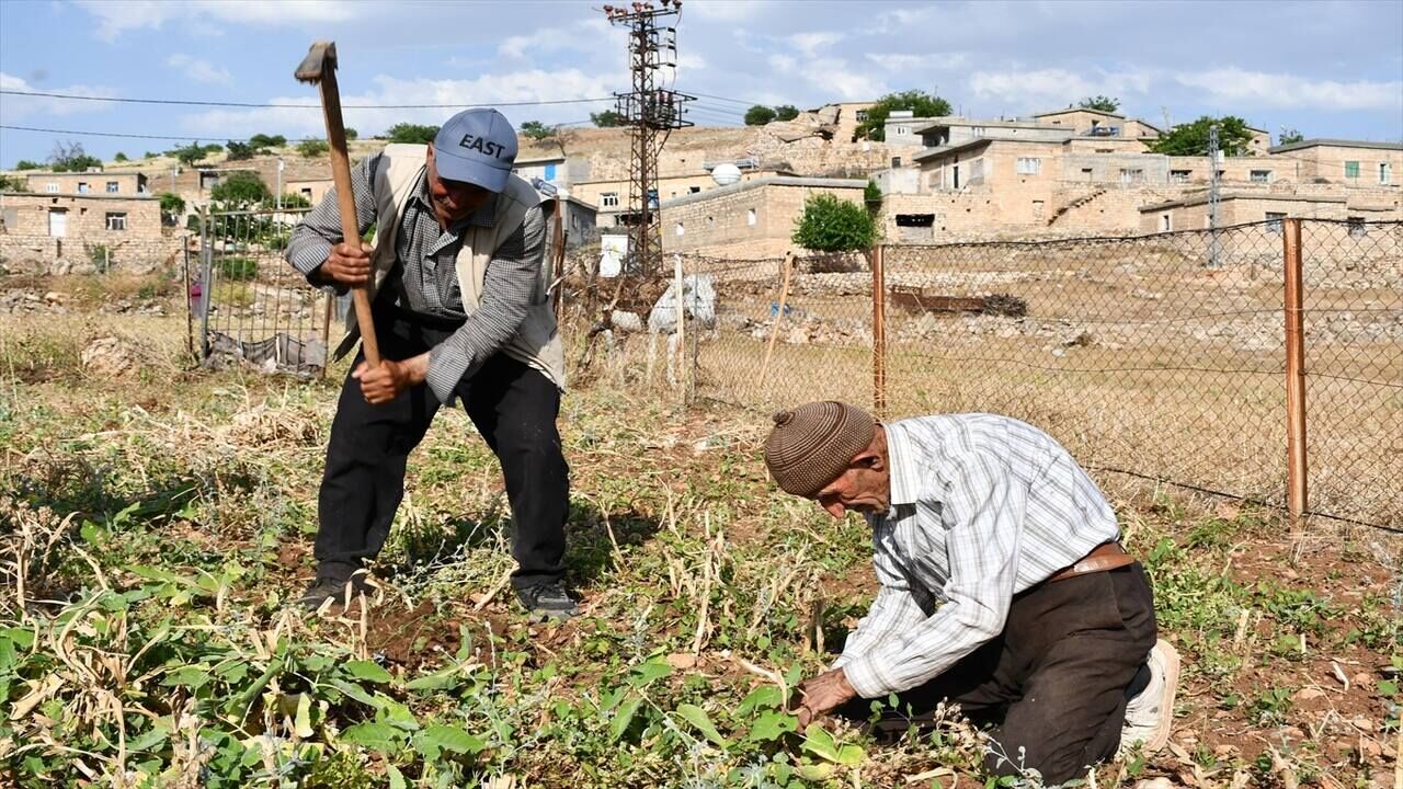 Hasankeyfin Tescilli Mehina Sarimsaginda Hasat Suruyor