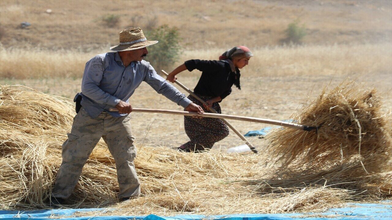 Hasankeyf'te 42 Derece Sıcakta Zorlu Patoz Mesaisi