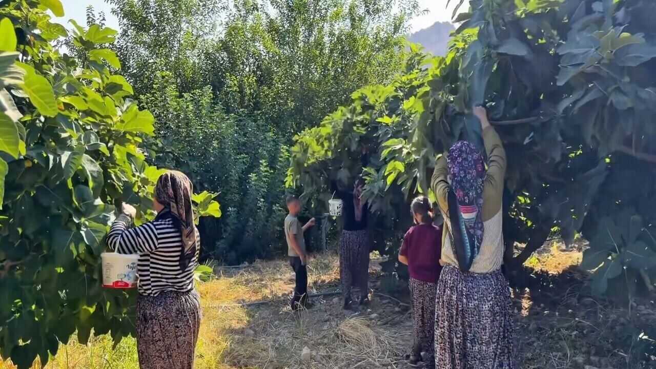 Hasankeyf’te Benati İnciri Hasadı Başladı