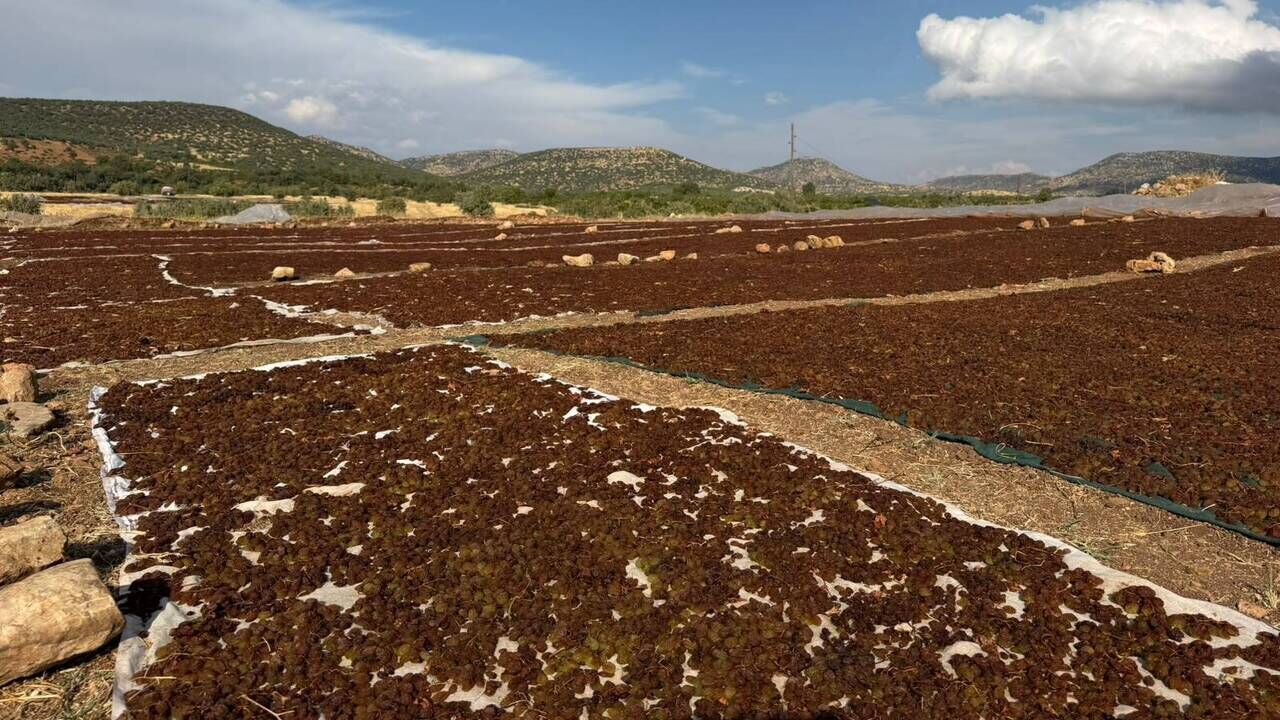 Gercuste Yagmur Kuru Uzumu Vurdu Uretici Destek Bekliyor