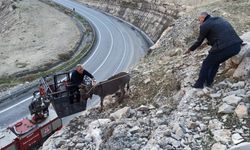 Siirt'te kayalıklarda mahsur kalan eşek kurtarıldı