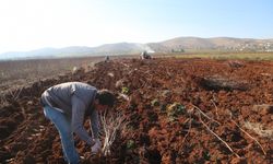 Güneydoğu'daki kuraklık üreticileri endişelendiriyor