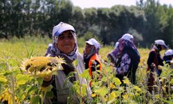 Çorum'da ayçiçeği hasadı sevinci